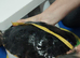 Male&Female yellow bellied slider