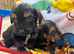Miniature long hair dachshund puppies