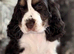 Six Beautiful KC Show Cocker Spaniels Puppies