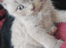 *NEED REHOMING LILAC BSH FEMALE