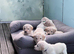 Beautiful homebred Labradoodle puppies!