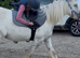 Rising 4 year old to make 14 hands grey gorgeous gypsum cob mare