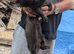 Ferret for sale