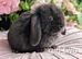 Mini lops