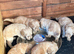 Cockapoo puppies Almost ready to go