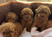 Tiny Toy poodles