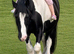 12.3hh Piebald Cob for lead rein pony