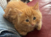 Ginger ragdoll kitten