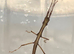 Indian Stick insects