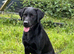 Part trained 4 year old male