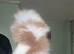 Pomeranian Puppies
