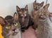Lykoi kittens