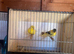 Breeding pair of Yorkshire canary’s