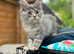 Maine Coon kittens