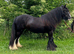 Super fun and hairy 13.1hh cob