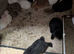 Mini lops and new Zealands