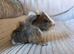 Male guinea pigs