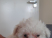 Puppy for sale