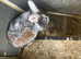 Rabbits