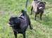 Mother & daughter pugs