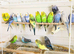 Beautiful colour&rsquo;s Baby Budgies for sale.