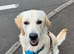 8 month old male golden retriever for rehoming
