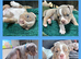 Last boy Olde English Bulldogge