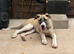 Lurcher pup