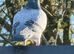 Racing pigeons