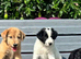 Amazing Border Collie X Lurcher Puppies