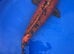 Doitsu kin aka bekko koi 53cm