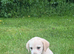 Stunning Labrador puppies READY NOW