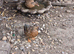 Call ducks
