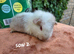 Beautiful female guinea pigs