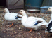 QUARTET OF ABACOT CALL DUCKS.