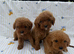 Stunning cavapoos for sale