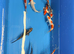 6”-7” koi