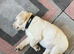Golden Labrador pup