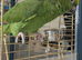 Amazon parrot