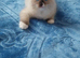 Lovely little girl ragdoll kitten.