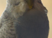 Budgies