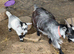20 month old Pygmy goat female