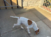 Gorgeous Pointer puppies looking for new homes