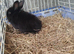 Baby mini lops