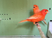 Canaries for sale