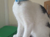 Male neutered black and white cat