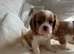 Cavalier King Charles pups