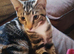 2 kittens looking for new homes