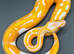Dreamsicle ball/royal python hatchling