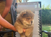 Chow chow boy